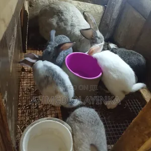 Quality Rabbit Breeds