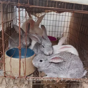 Rabbit Breeds