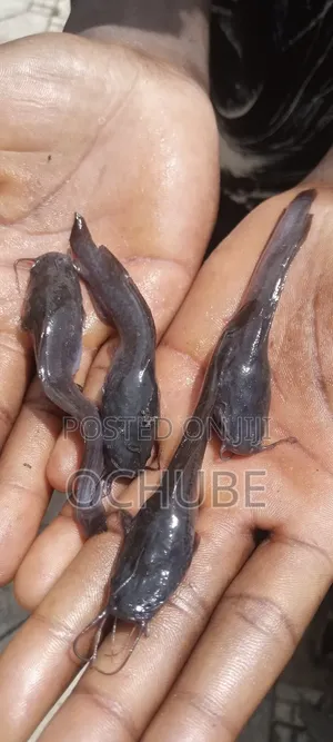 Clarias Juvenile Fish