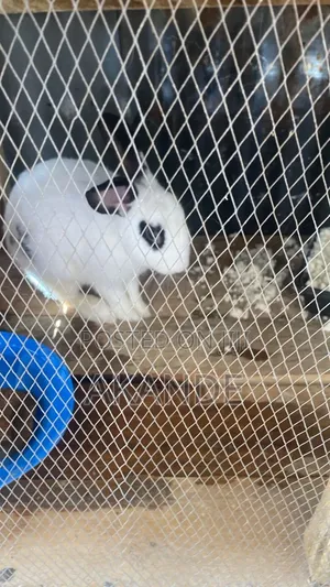 Rabbit Is Available for Sell