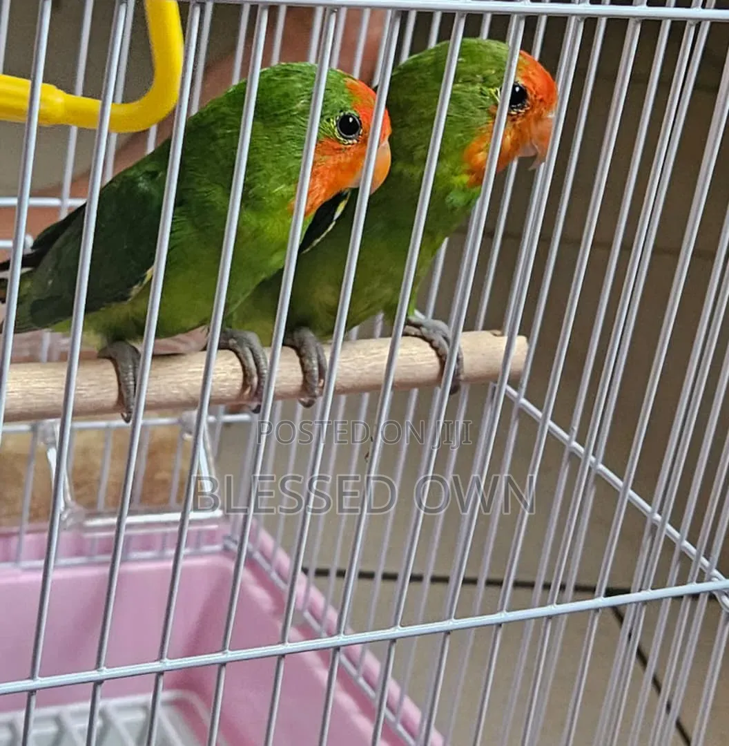 Colorful Lovebirds Parrots