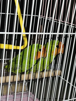 Colorful Lovebirds Parrots