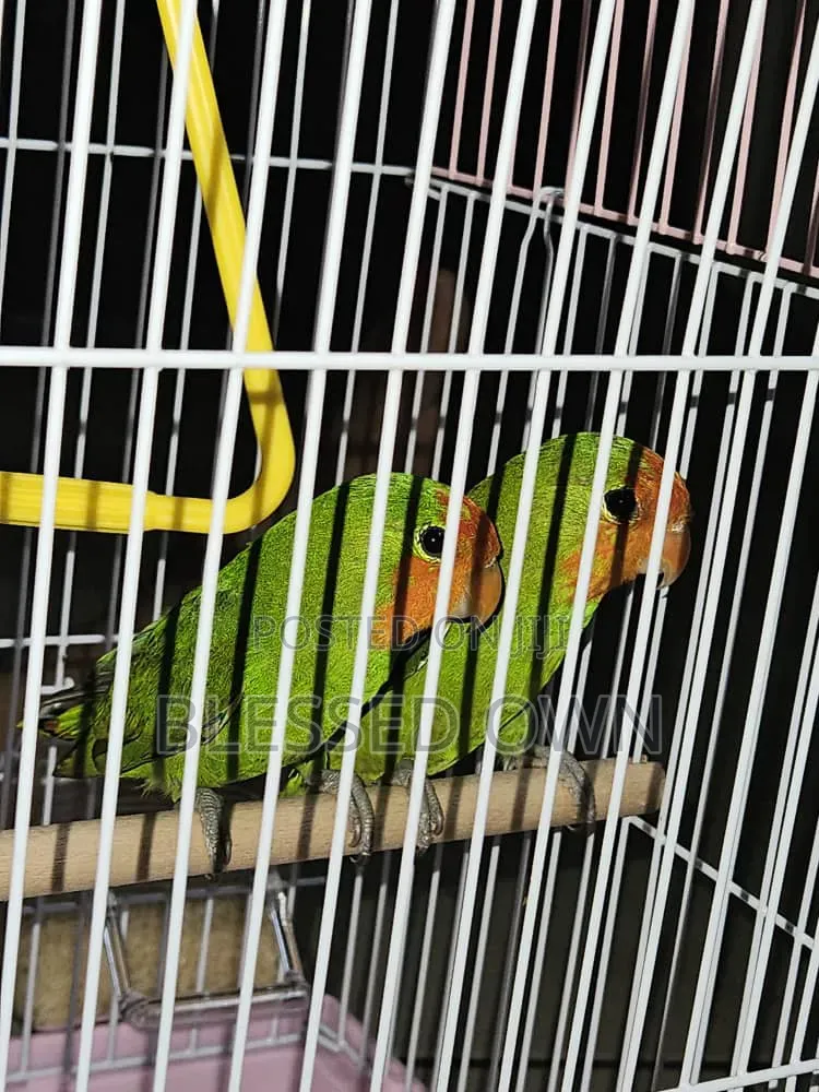Colorful Lovebirds Parrots