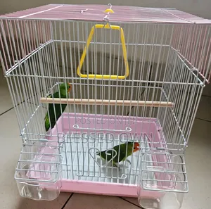 Colorful Lovebirds Parrots