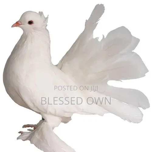 Fantail Pigeons Are Available