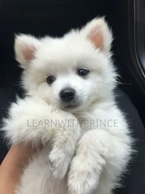 1-3 months Male Purebred American Eskimo