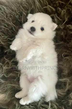 1-3 months Female Purebred American Eskimo
