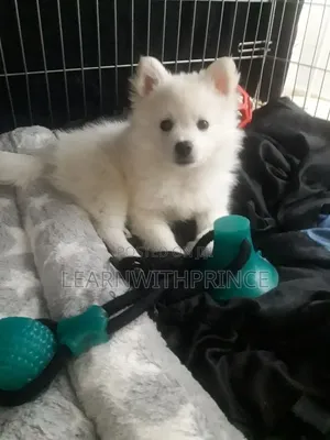 1-3 months Female Purebred American Eskimo