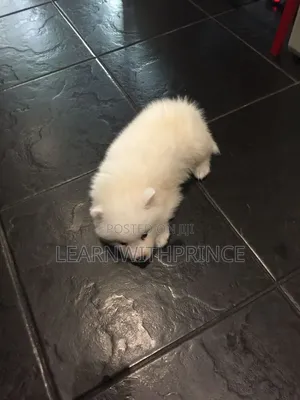 1-3 months Female Purebred American Eskimo