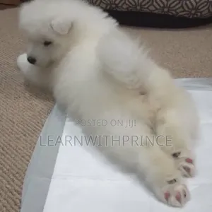 1-3 months Female Purebred American Eskimo