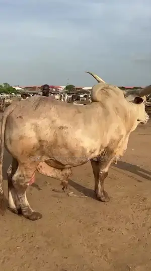 Cows for Sale in Abuja