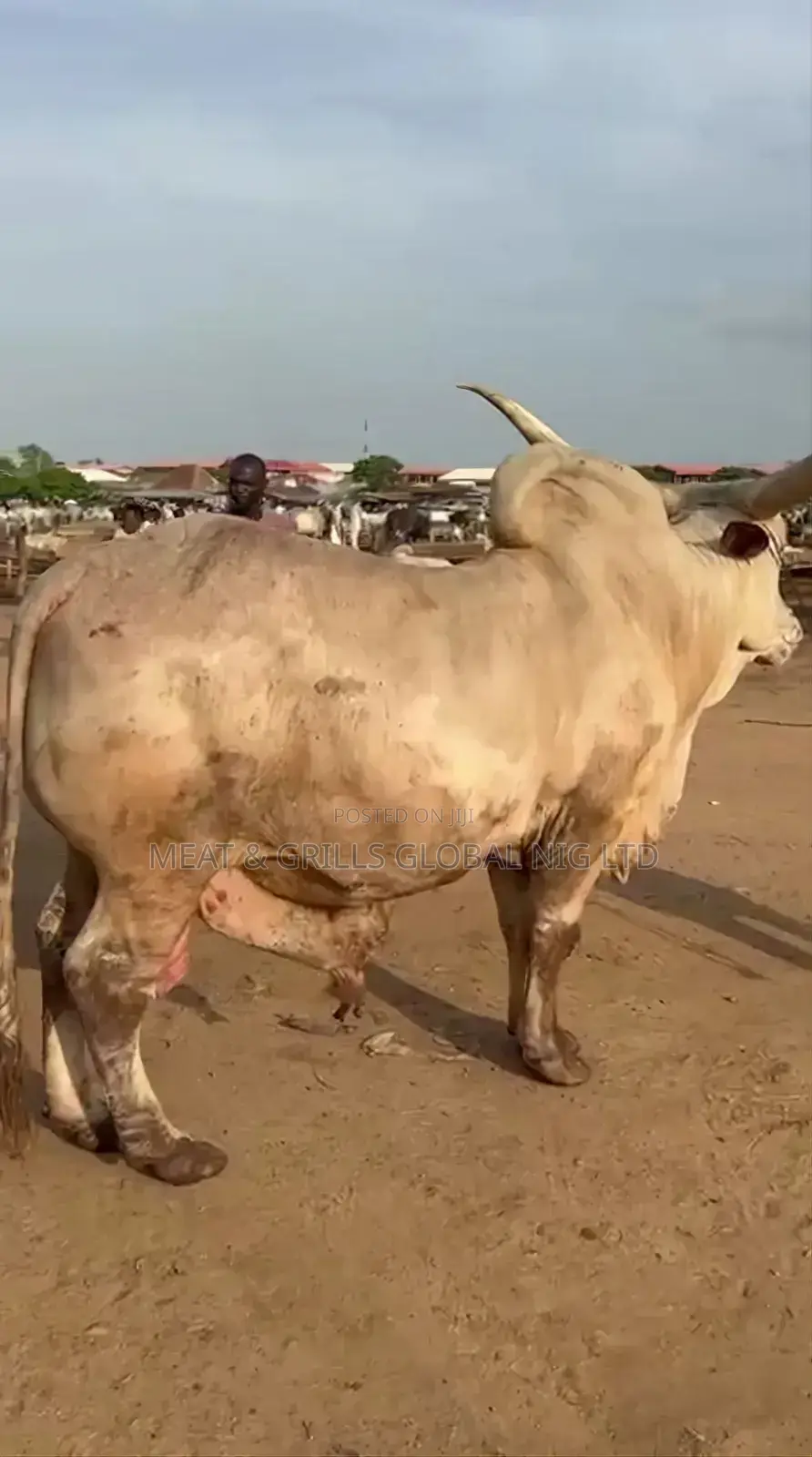 Cows for Sale in Abuja
