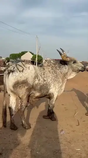 Cows for Sale in Abuja