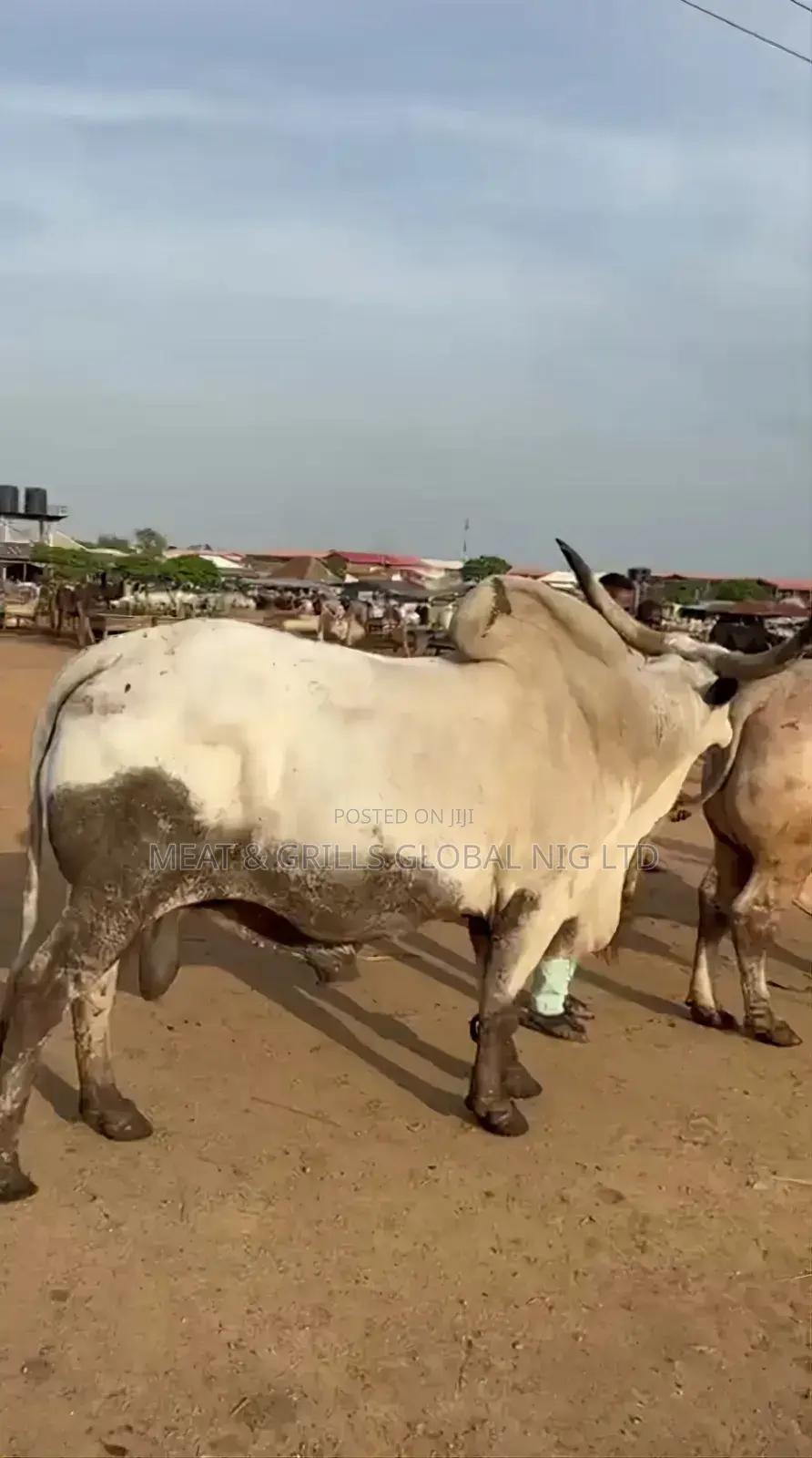 Cows for Sale in Abuja