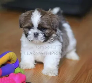 1-3 months Female Purebred Lhasa Apso