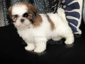 1-3 months Male Purebred Lhasa Apso
