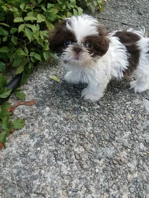 1-3 months Female Purebred Lhasa Apso