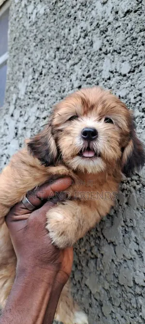 1-3 months Female Purebred Lhasa Apso