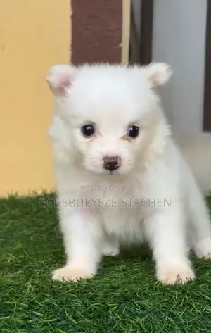 1-3 months Female Purebred American Eskimo