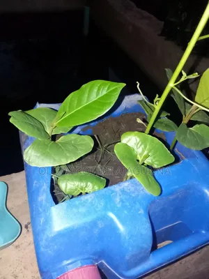 Almond Seedlings