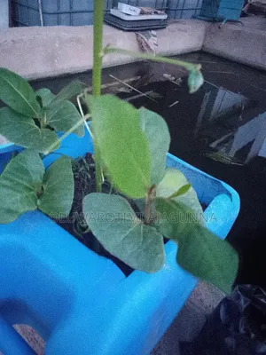 Almond Seedlings