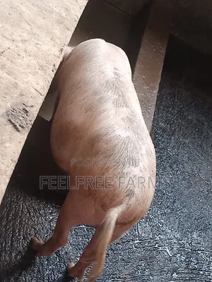 Inpigs for Sale