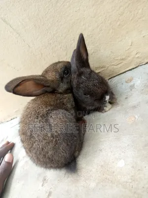 Rabbit for Sale
