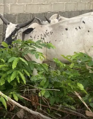 Fat Healthy Cow for Sale – Ready for Party/Eid – ₦750,000 Negotiable
