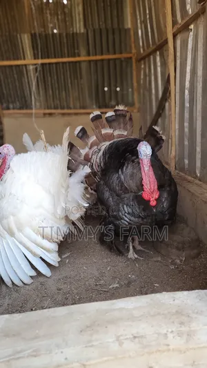Local Male Turkey