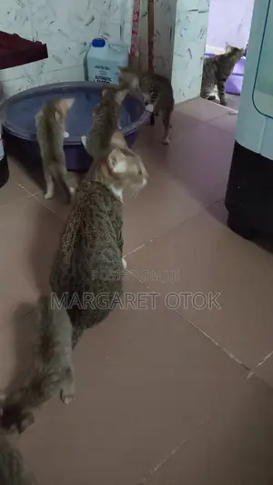 1-3 months Male Mixed Breed Cat