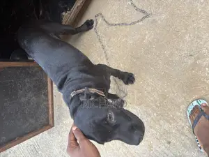 1-3 months Female Purebred Cane Corso