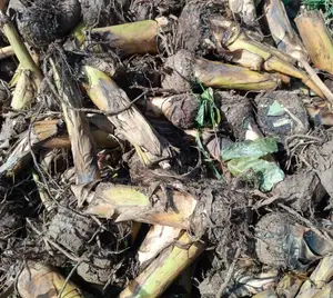 Hybrid Plantain Suckers