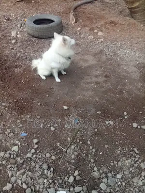 1+ year Male Purebred American Eskimo