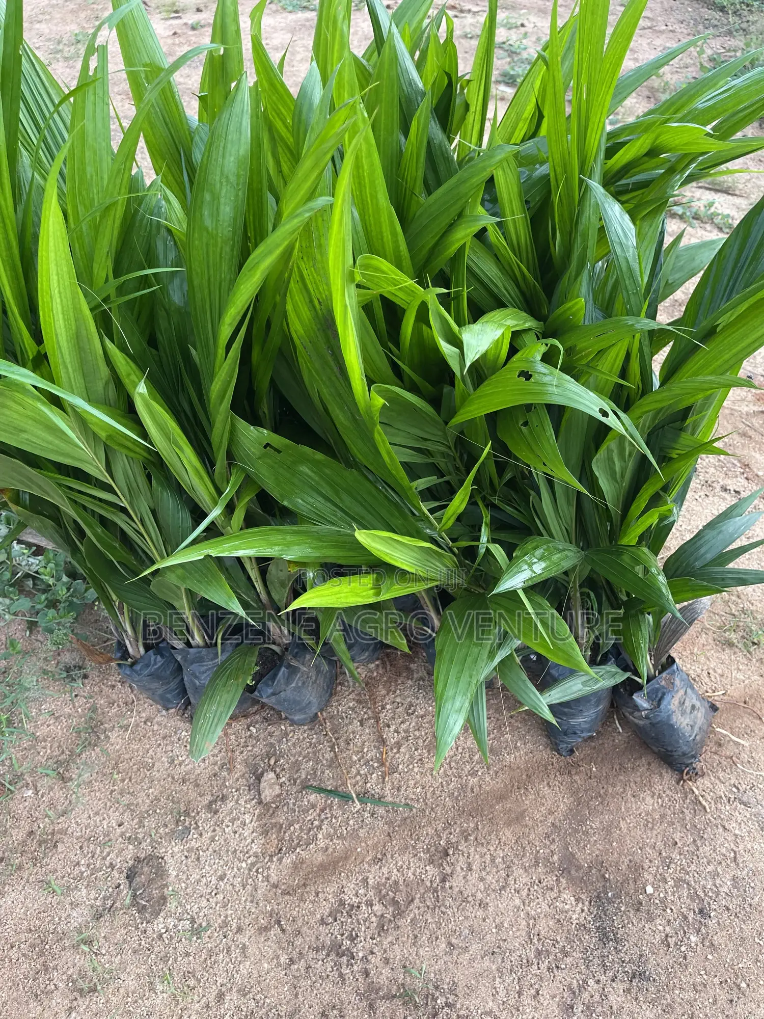 Supergene Palm Seedling