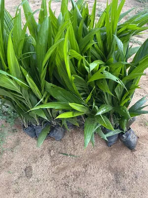 Supergene Palm Seedling