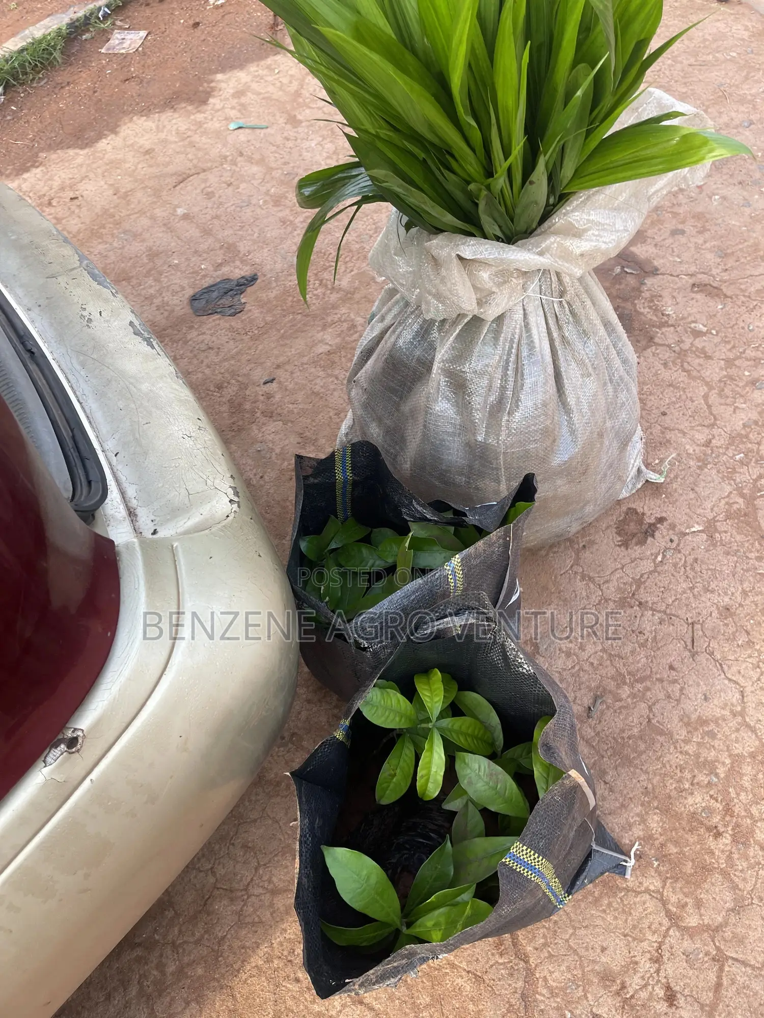 Supergene Palm Seedling