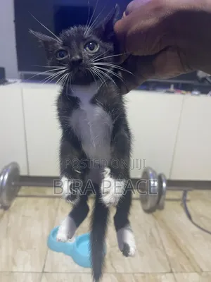 1-3 months Male Mixed Breed American Shorthair