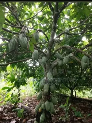 Cocoa Seedlings