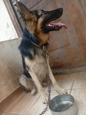 1+ year Male Purebred German Shepherd