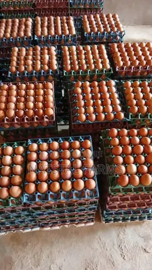Fresh Eggs for Sale - Direct From the Farm