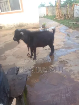 Goat for Sale