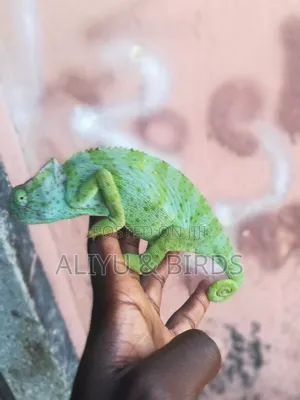 Beautiful Chameleon