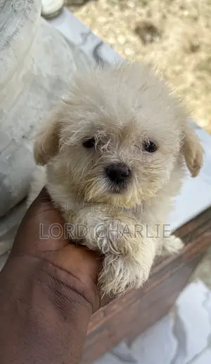 1-3 months Male Purebred Lhasa Apso