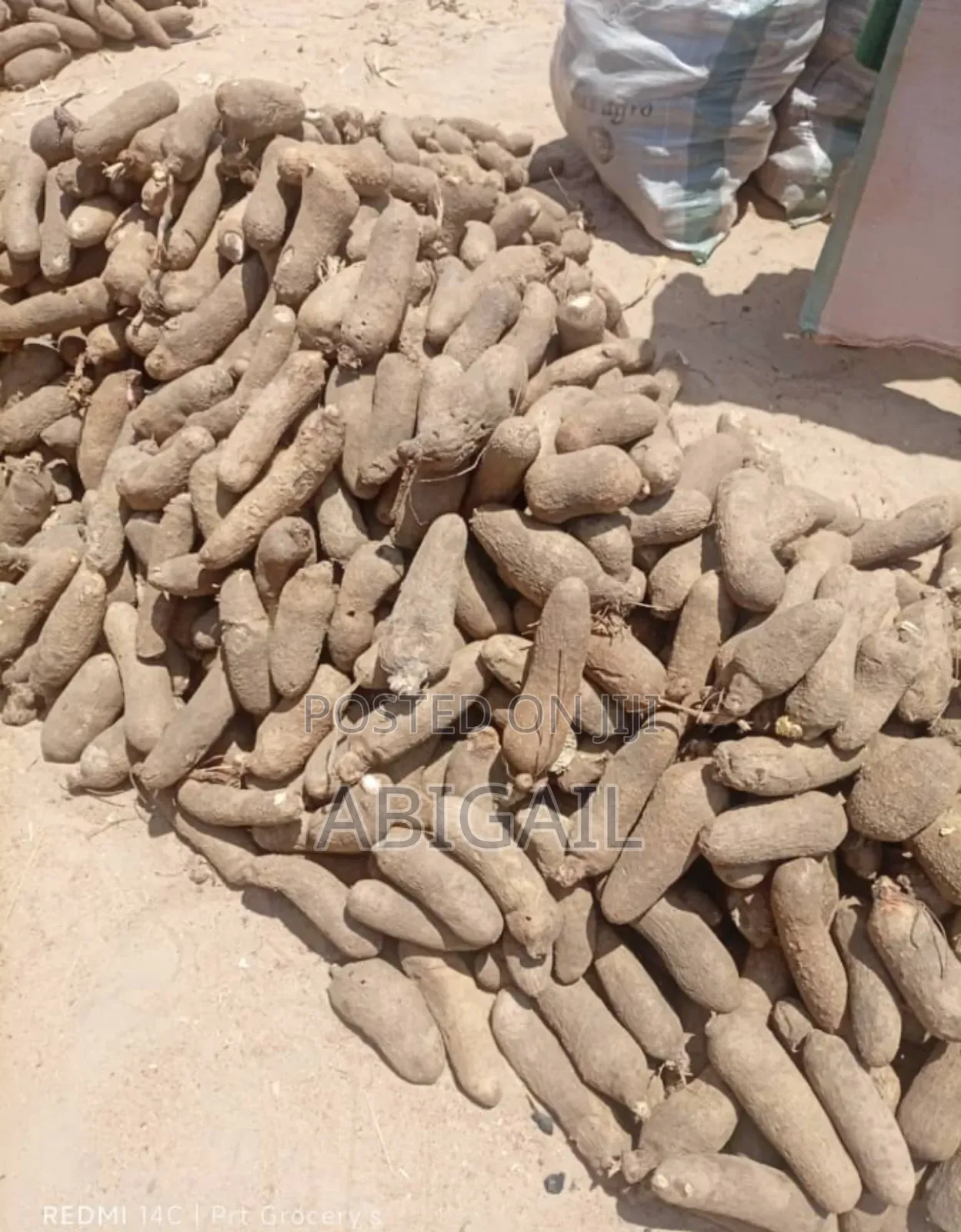Yams Seedlings