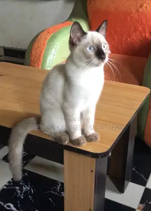 3-6 months Female Purebred Siamese