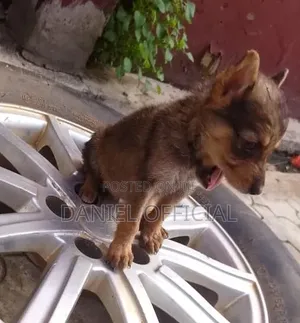 0-1 month Female Purebred German Shepherd