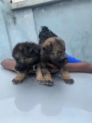 1-3 months Female Purebred German Shepherd