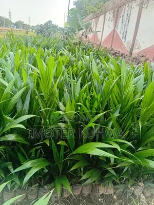 Oil Palm Seedlings