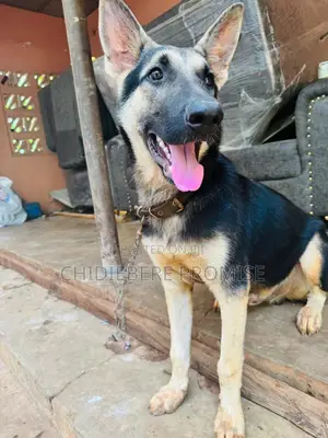 3-6 months Male Purebred German Shepherd