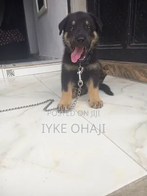 1-3 months Male Purebred German Shepherd